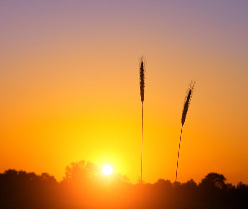 Canada is an important supplier of wheat for EU member nations.