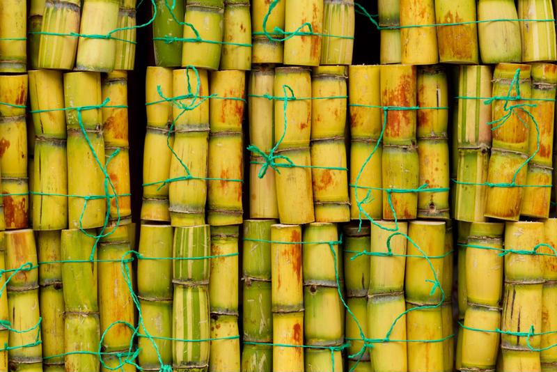 Australian cane is the reason for one roadblock in the TPP negotiations.