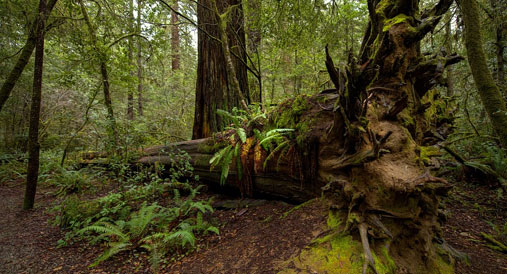 Post image 5 Unique Tourist Attractions in the United States Redwood National Park - 5 Unique Tourist Attractions in the United States